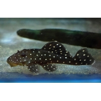 L030 Spectracanthicus Punctatissimus 7-9cm L030 Spectracanthicus Punctatissimus 7-9cm